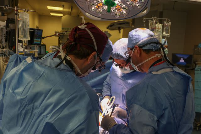 <p>Credit: ï»¿Massachusetts General Hospital</p> Surgery for first genetically modified pig kidney transplant.