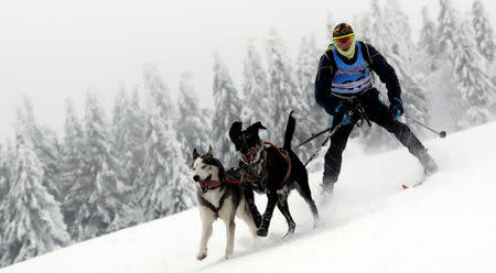 A man skis behind his dogs during a stage of the Sedivackuv Long dog sled race in Destne v Orlickych horach, Czech Republic, January 25, 2019. REUTERS/David W Cerny