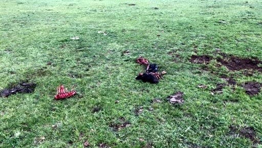 This photo shows the remains of a cow calf that was confirmed by Colorado Parks and Wildlife to have been killed by wolves on the Gittleson Angus Ranch northeast of Walden, Colo., on Monday, May 30, 2022.