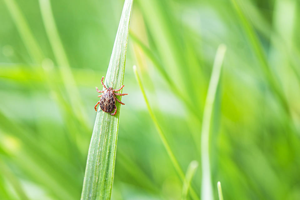 Encephalitis Infected Tick Insect on Green Grass in the sunshine of summer. Lyme Borreliosis Disease or Encephalitis Virus Infectious Dermacentor Tick Arachnid Parasite Macro�