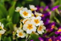 <p>Keep your little ones busy during the school holidays by getting them to plant beautiful primroses. This stunning spring wildflower, which blooms into a variety of colours, is suitable for garden beds and pots. Make sure to place them in the right spot, as these blooms need moisture-retentive soil and partial shade.</p><p><a class="link " href="https://go.redirectingat.com?id=127X1599956&url=https%3A%2F%2Fwww.crocus.co.uk%2Fplants%2F_%2Fprimula-vulgaris%2Fclassid.2000014868%2F&sref=https%3A%2F%2Fwww.housebeautiful.com%2Fuk%2Fgarden%2Fplants%2Fg36446066%2Fplants-for-kids%2F" rel="nofollow noopener" target="_blank" data-ylk="slk:BUY NOW VIA CROCUS;elm:context_link;itc:0;sec:content-canvas">BUY NOW VIA CROCUS </a> </p>