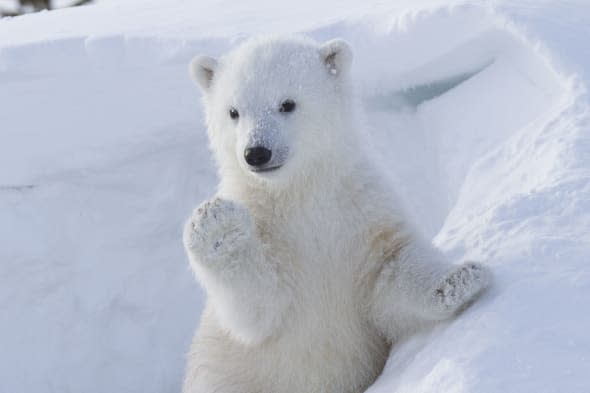 Polar bear bub waves at photographer