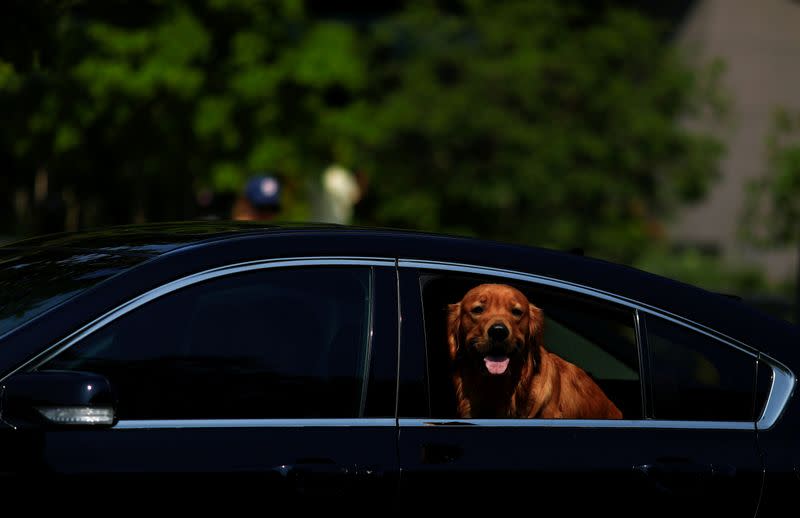 FILE PHOTO: A dog is seen in a car during a heat wave in Washington