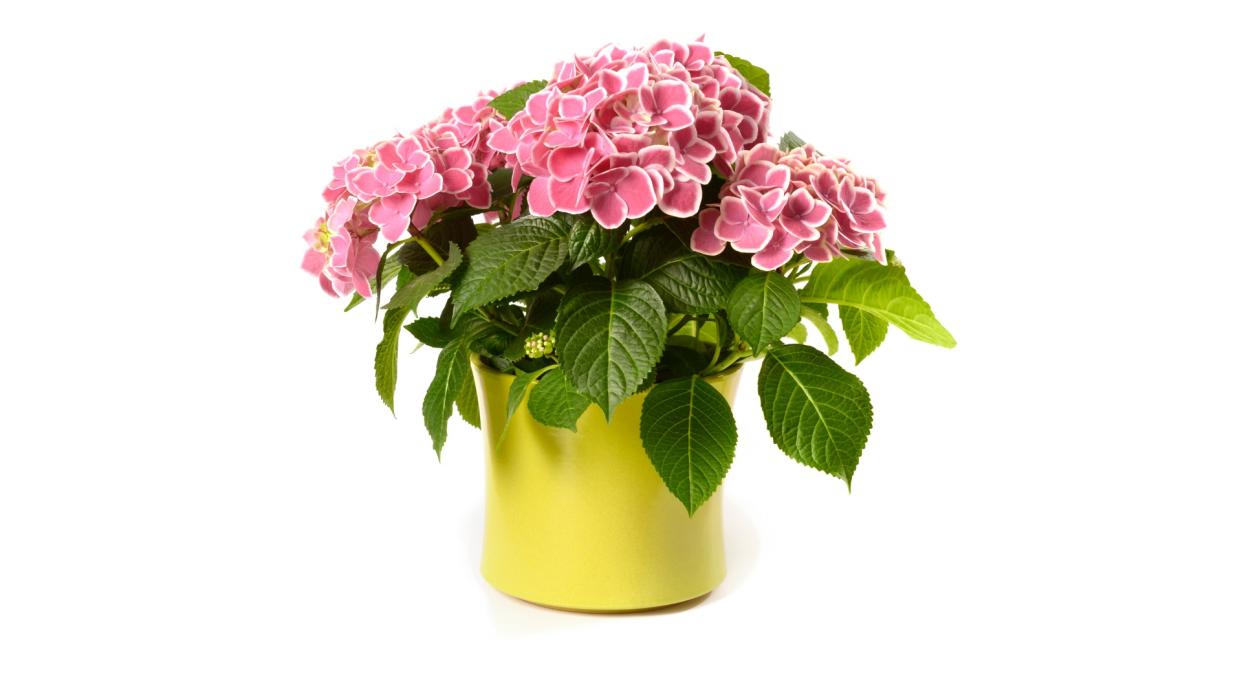 pink-hydrangea-in-yellow-pot-isolated-on-white-picture-id155161126
