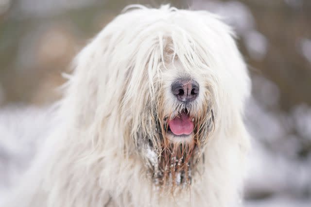 <p>Getty Images/Eudyptula</p> South Russian Ovcharkas are furry dogs.