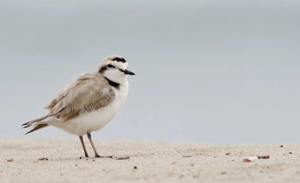 Western snowy plovers have brown or grayish coloring with a white underside and a black bill. U.S. Fish and Wildlife Service