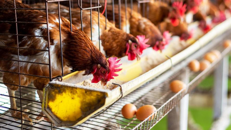 PHOTO: In this undated stock photo, caged hens are seen in an industrial farm.  (STOCK PHOTO/Getty Images)