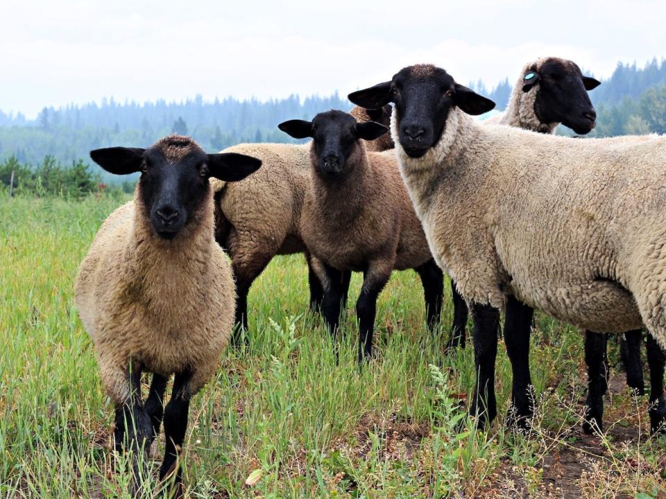 Suffolk sheep.