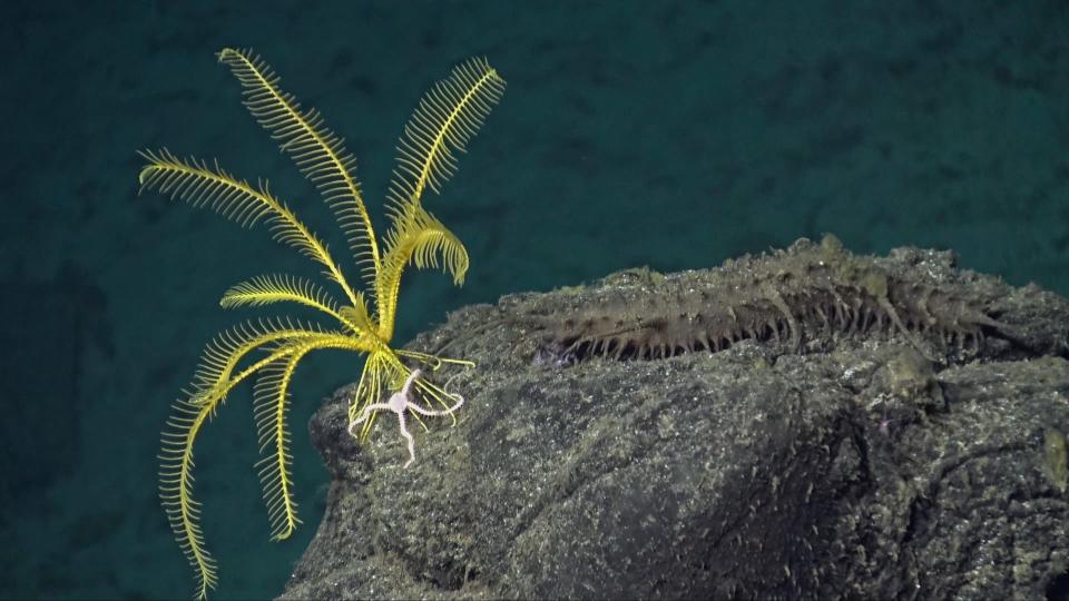 A Yellow Sea Lily (Crinoid) with a Brittle Star at its base and a Holothurian (Sea Cucumber) on the rock next to it. These were photographed at an underwater seamount around 8°20’N in the East Pacific Ocean.