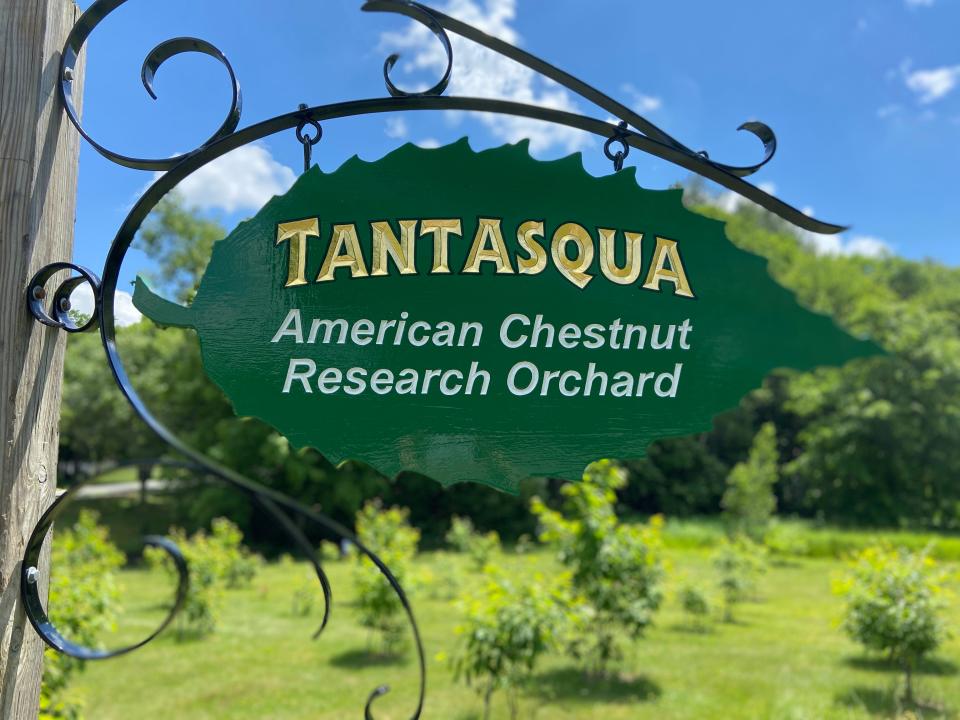 The Tantasqua American Chestnut Research Orchard, which officially opened in June 2017, at Tantasqua Regional Junior High in Fiskdale.
