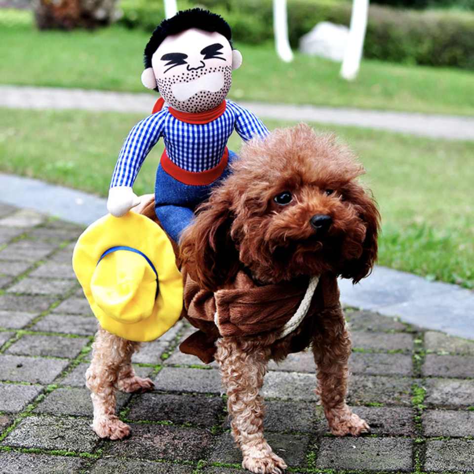 small dog wearing Cowboy Halloween Dog Costume with stuffed man doll