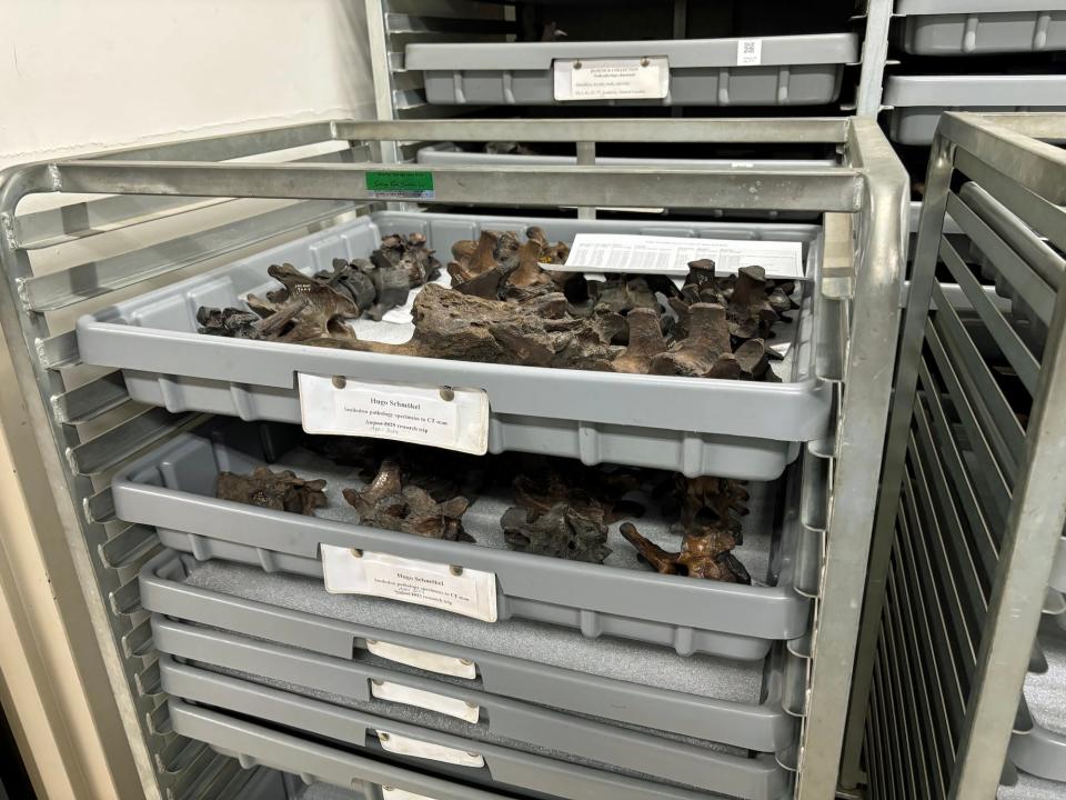 A gray tray holding fossils with a sign that reads Smilodon pathology specimens to CT scan