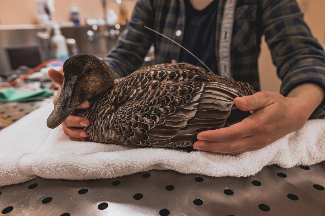 These ducks are the heart of a scientific mystery: Are they declining, redistributing, or not breeding?  (Submitted by Chris Ingram - image credit)