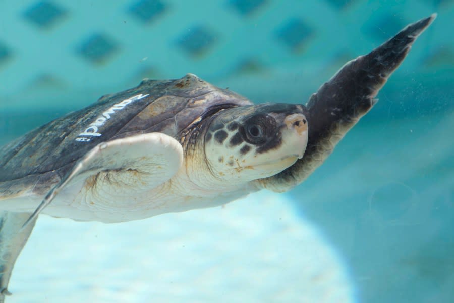 “Zawadi,” a Kemp’s Ridley sea turtle, swims in a tank at the Loggerhead Marinelife Center, Tuesday, Dec. 12, 2023, in Juno Beach, Fla. Several Kemp’s Ridley sea turtles are being treated at the center after they were flown to Florida from Massachusetts suffering from cold stun. They will continue to be cared for at the center until they are healthy enough to be released back into the ocean. (AP Photo/Marta Lavandier)