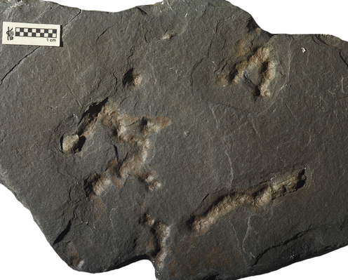 <span class="caption">Fossilised burrows are changing what we know about the evolution of life.</span> <span class="attribution"><span class="license">Author provided</span></span>