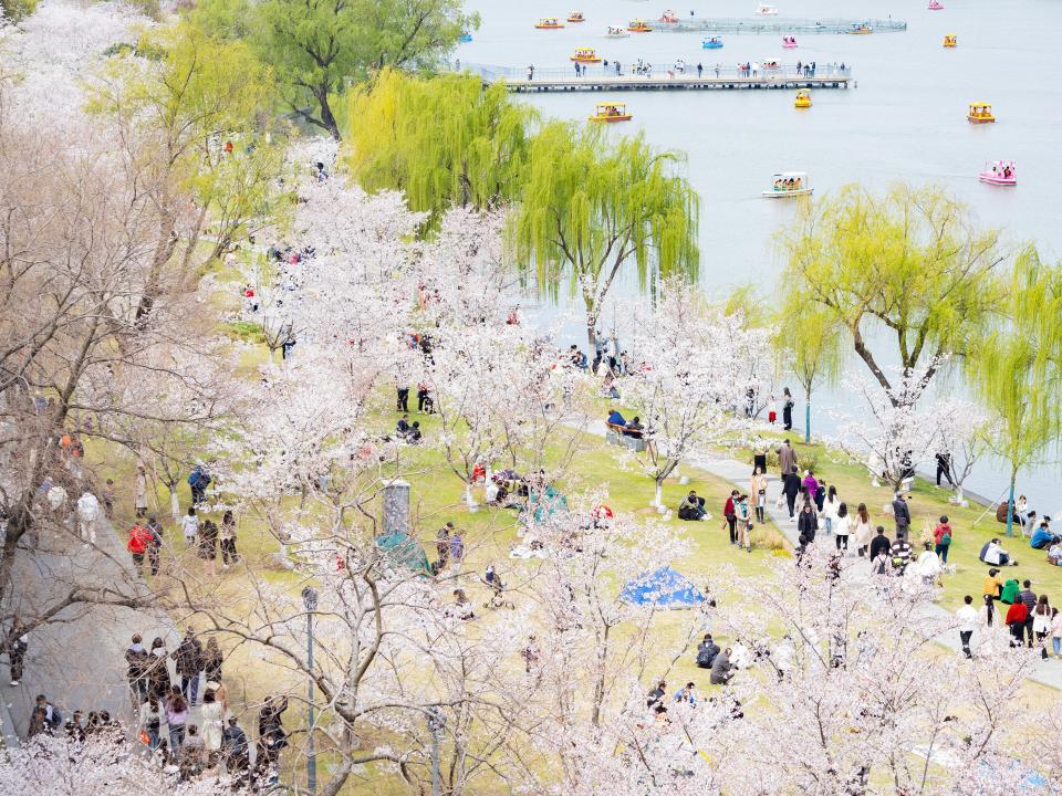 Tourists enjoy blooming cherry blossoms at Xuanwu Lake Park on March 19, 2023 in Nanjing, Jiangsu Province of China.