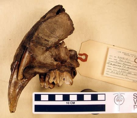 A partially fossilized jaw from a baby Smilodon fatalis saber-toothed cat is pictured in this undated handout photo courtesy of the American Museum of Natural History (AMNH), obtained by Reuters on July 1, 2015. REUTERS/AMNH/J. Tseng/Handout via Reuters