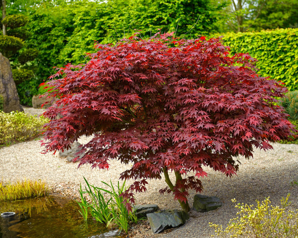 1. Maple (Acer palmatum)