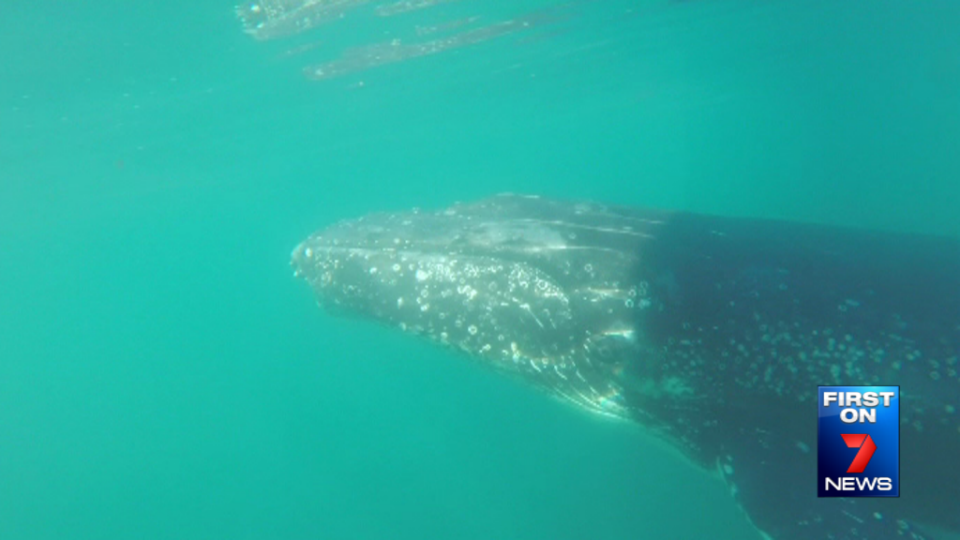 Underwater image captured by the skipper of Getaway Sailing Tours, Darryl Franklin