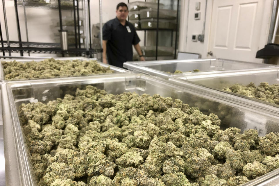 Joseph DuPuis, co-founder of Doc & Yeti Urban Farms, a licensed cannabis producer, looks out at marijuana buds in Tumwater, Wash., on March 15, 2023. Along the West Coast, which has dominated U.S. marijuana production from long before legalization, producers are struggling with what many call the failed economics of legal pot...a challenge inherent in regulating a product that remains illegal under federal law. (AP Photo/Eugene Johnson)