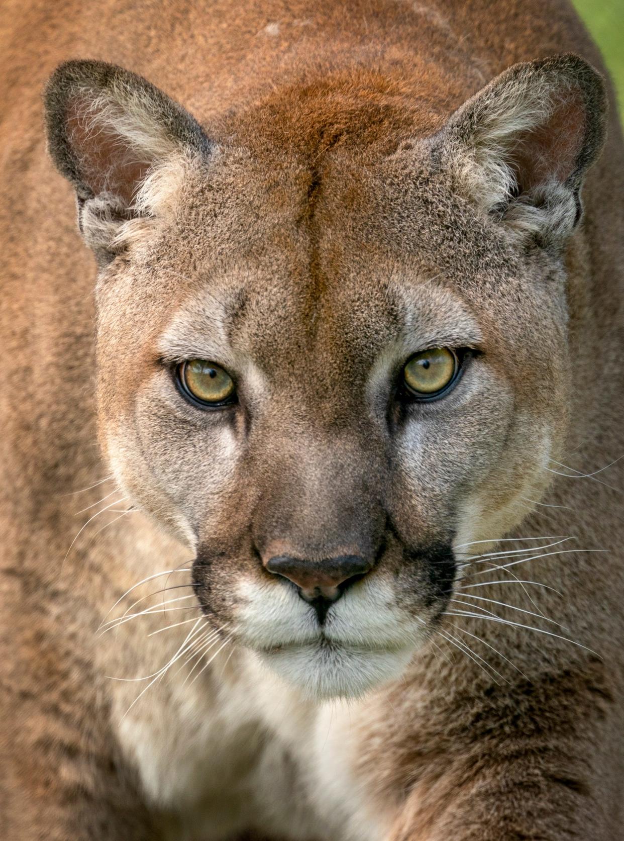 A cougar named Charlie roams around his new home at Busch Wildlife Sanctuary on April 26, 2024 in Jupiter, Florida. Charlie was rescued by the nonprofit Conservation Ambassadors in California a few years ago when someone attempted to illegally sell him.