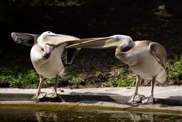 Pelicans at St James’s Park