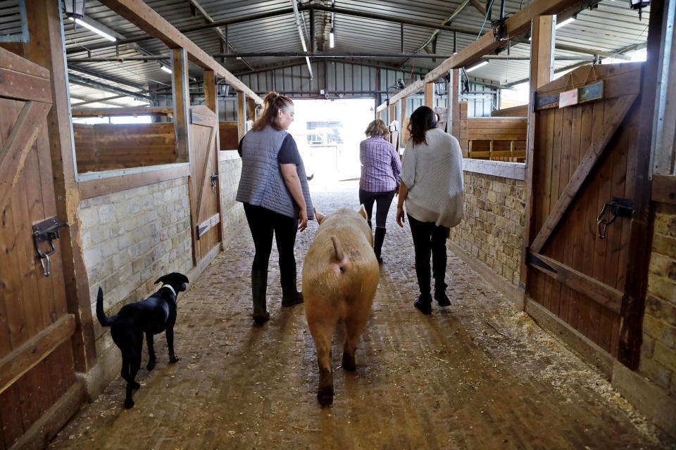 A pig named Omri walks with staff members and volunteers out of a barn at "Freedom Farm" which serves as a refuge for mostly disabled animals in Moshav Olesh, Israel. (Photo: Nir Elias/Reuters)              