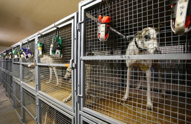 how many greyhounds die in florida