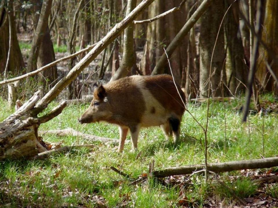 Feral pig roams Congaree National Park near Columbia, S.C. Wild hogs are chewing up the southern landscape, wildlife managers say