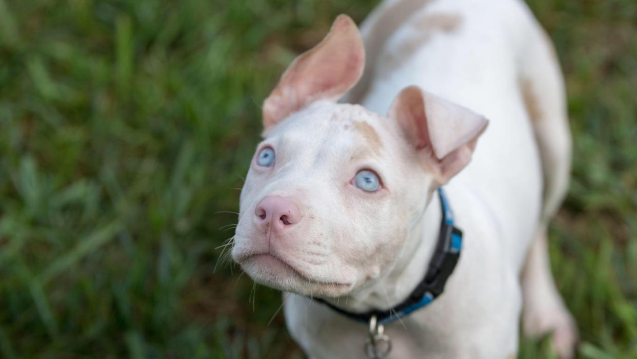 Albino dog