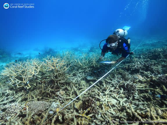 Coral surveyor Margaux Hein swims over a field of recently dead branching corals, northern Great BarrierReef, October 2016.