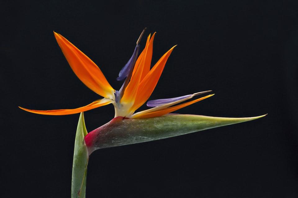 close up image of the vibrant bird of paradise flower also known as strelitzia reginae, in south africa it is commonly known as a crane flower