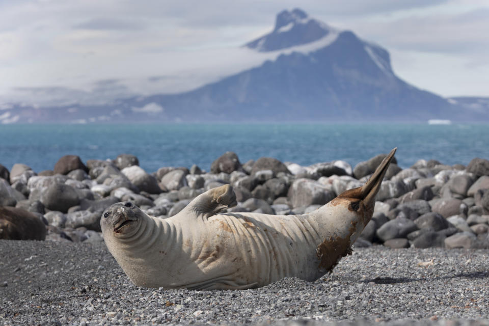 Elephant seals on Elephant Island (Abbie Trayler-Smith/Greenpeace/PA)