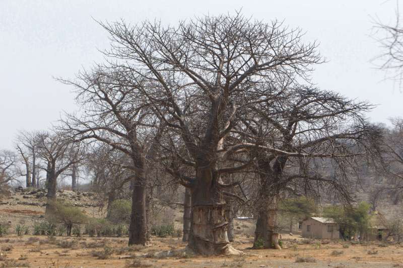 非洲辛巴威的「猴麵包樹」是長壽象徵，近來卻有研究團隊發現它神秘死亡。（AP） 