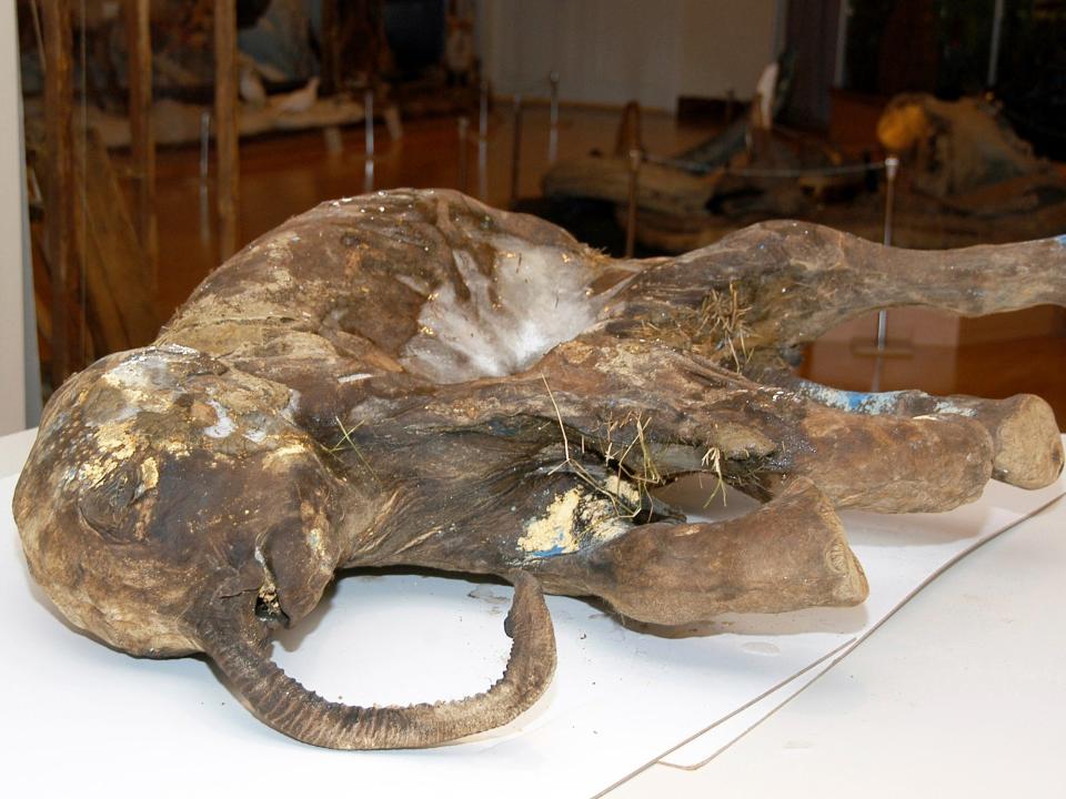 baby mammoth mummified frozen carcass lies on a white table