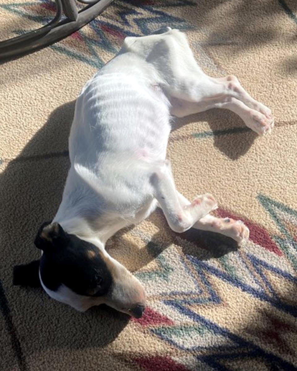 The body of a Colorado hiker, who had been missing for months, was found dead, but his loyal dog, Finney, who miraculously survived after losing half his body weight, stayed by his side. The Jack Russell terrier is now back with family recovering.
(Credit: AP)