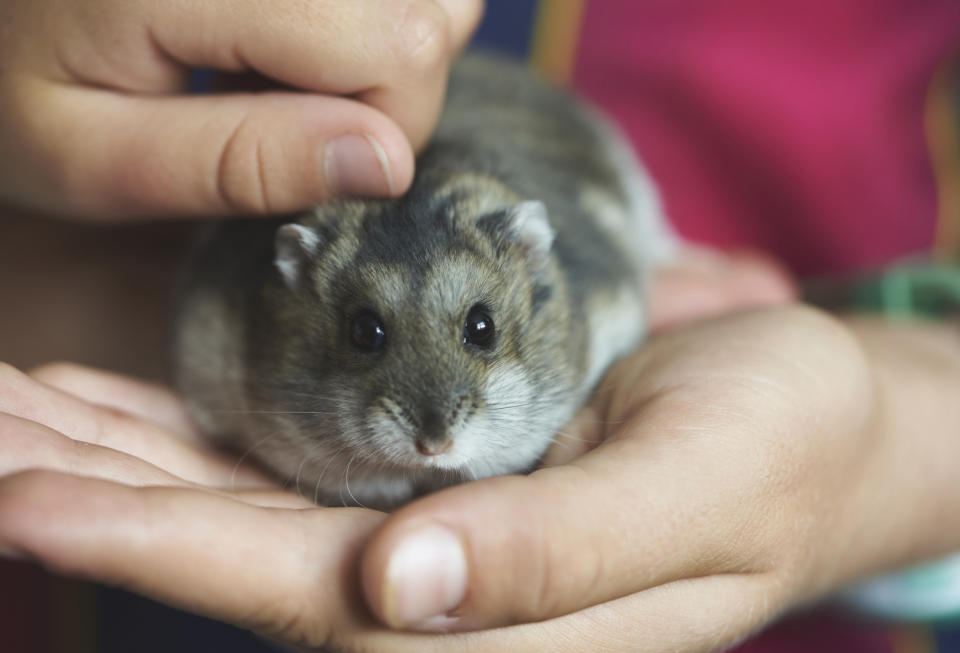 a gray hamster in someone's hand