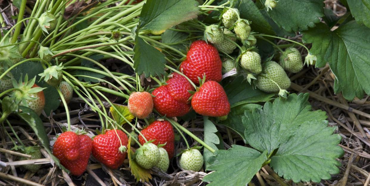 how to grow strawberries