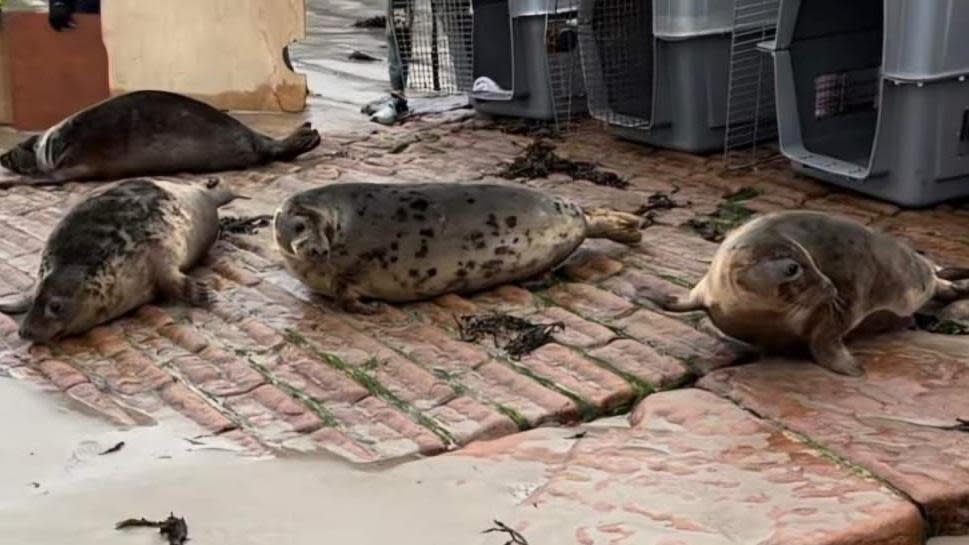 Seals being released on beach in Jersey