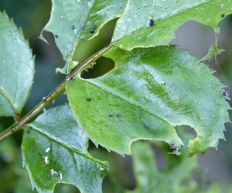 Pest damage on rose leaves