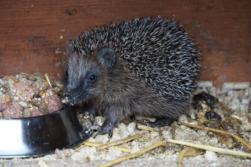 <p>Zu guter Letzt muss der Igel zu Kräften kommen und braucht Futter. Insekten oder Würmer haben die wenigsten Zweibeiner auf Lager, da nimmt der Igel auch mit Katzenfutter Vorlieb oder zum Beispiel einem Rührei - ohne Gewürze natürlich. Geben Sie dem Igel auch immer etwas Wasser zu trinken. Milch verträgt er nicht! (Bild: iStock/BiancaGrueneberg)</p> 