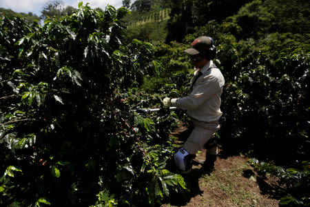 A worker holds the new vibratory machine for harvesting coffee in Chinchina, Colombia November 22, 2018. REUTERS/Luisa Gonzalez