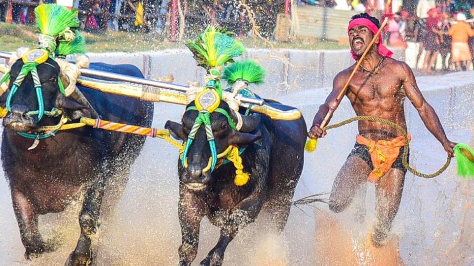 Srinivas Gowda en su carrera de Kambala