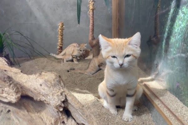 ▲Bari：（瞇眼）解放的感覺真好，啊斯～（圖／神戶動物王國Kobe Animal Kingdom授權提供）