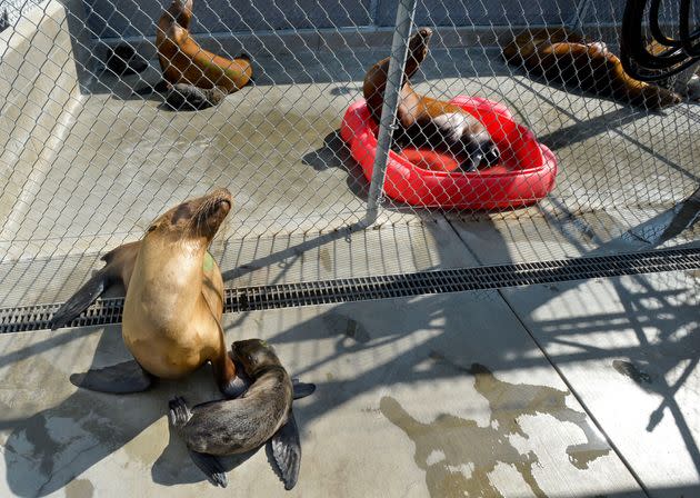 Sea lions mothers and their pups being treated at the. Marine Mammal Care Center.