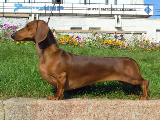 Waldi was the first official Olympic mascot. reated for the 1972 Summer Olympics in Munich, he was a dachshund, and modelled on a real dog, a long-haired Dachshund named Cherie von Birkenhof. Waldi was designed to represent the attributes described required for athletes — resistance, tenacity and agility. [IMAGE FOR ILLUSTRATION PURPOSES ONLY].