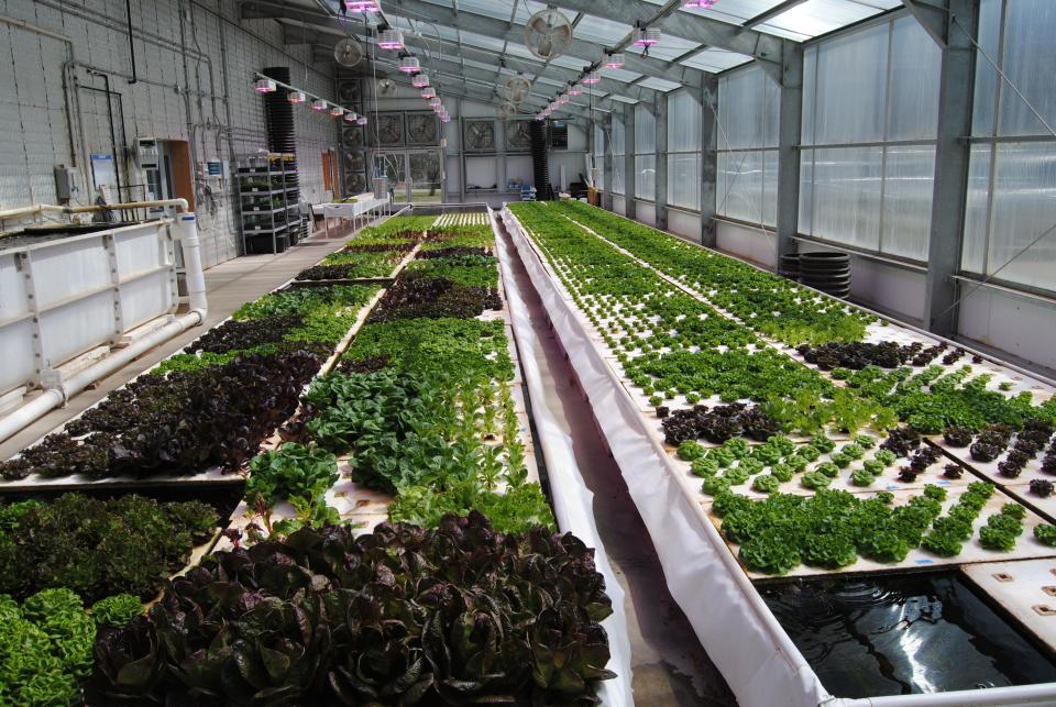 Vegetables are grown from water and nutrients from a nearby tank of tilapia at the Potawatomi Farm.