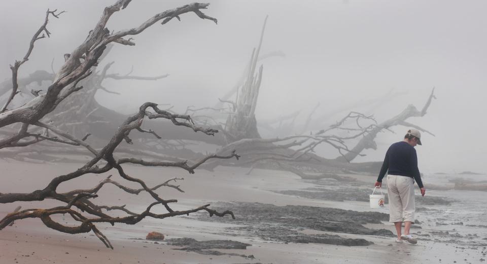Big Talbot Island's Boneyard Beach is no place for swimmers, but its collection of washed-up trees gives the place a feel unlike any other beach in Florida.