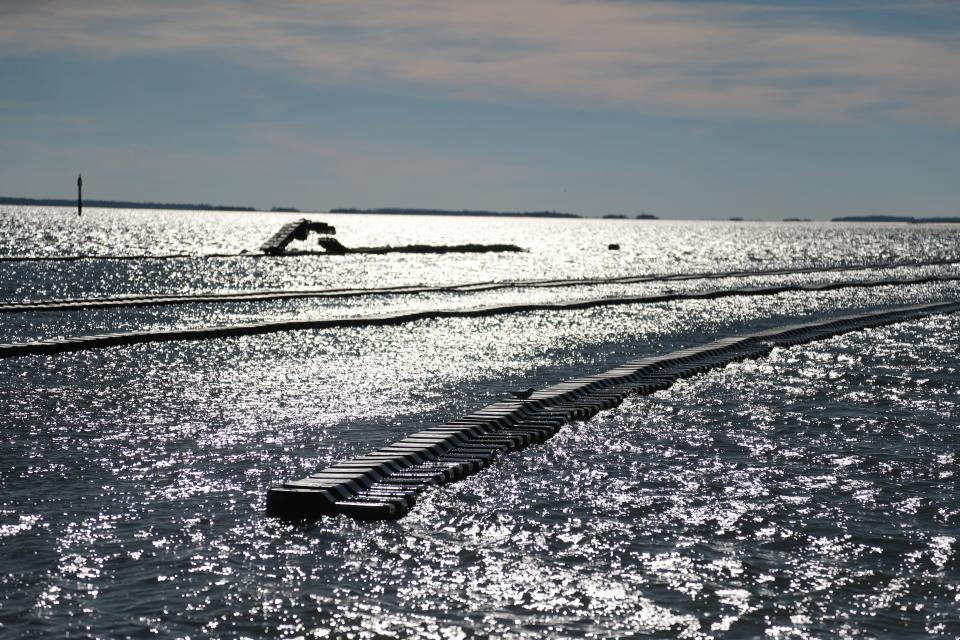 The afternoon sunlight shines off the water around the Tybee Oyster Company floating oyster farm in the Bull River on Wednesday, January 10, 2024.