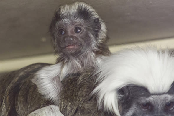 MANDATORY CREDIT: Blackpool Zoo/Rex Features. Only for use in story about the baby boom at Blackpool Zoo. Editorial Use Only. No stock, books, advertising or merchandising without photographer's permission.Mandatory Credit: Photo by Blackpool Zoo/REX (4588349b)Cotton Top TamarinBaby boom at Blackpool Zoo this Easter, Blackpool, Britain, Mar 2015FULL BODY: http://www.rexfeatures.com/nanolink/q6d4 There has been a baby boom at Blackpool Zoo just in time for Easter. Six different species have welcomed youngsters including baby meerkats, ring tailed lemurs, tree shrews, a cotton-top tamarin, a colobus monkey and a pileated gibbon.